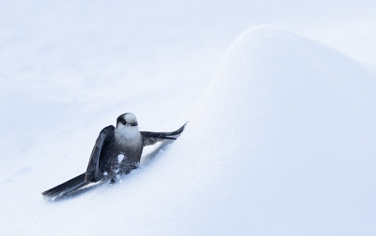 Canada Jay - ML647005759