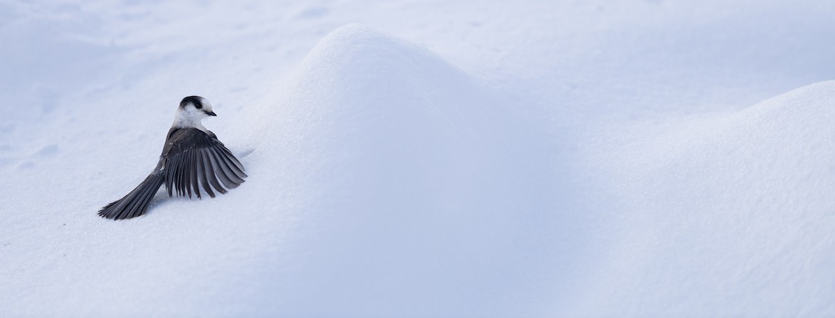 Canada Jay - ML647005760