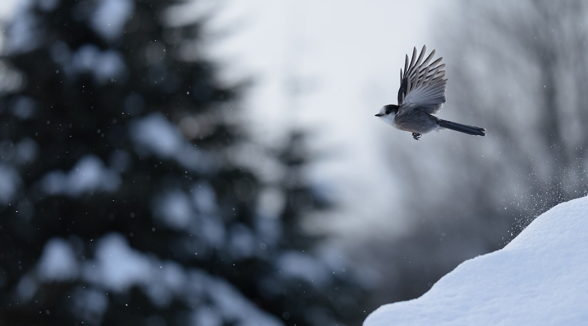 Canada Jay - ML647005761