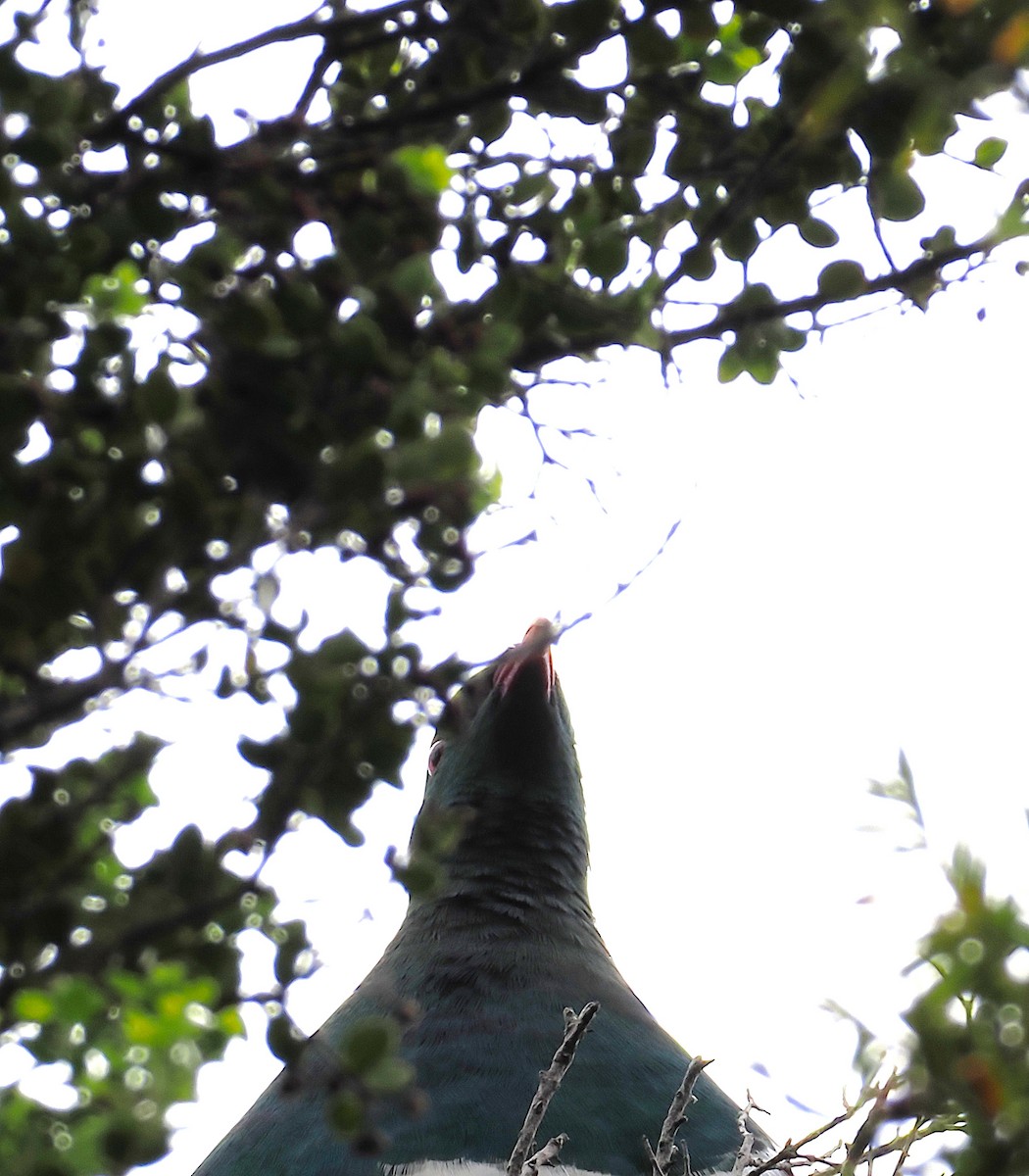 New Zealand Pigeon - ML647005762