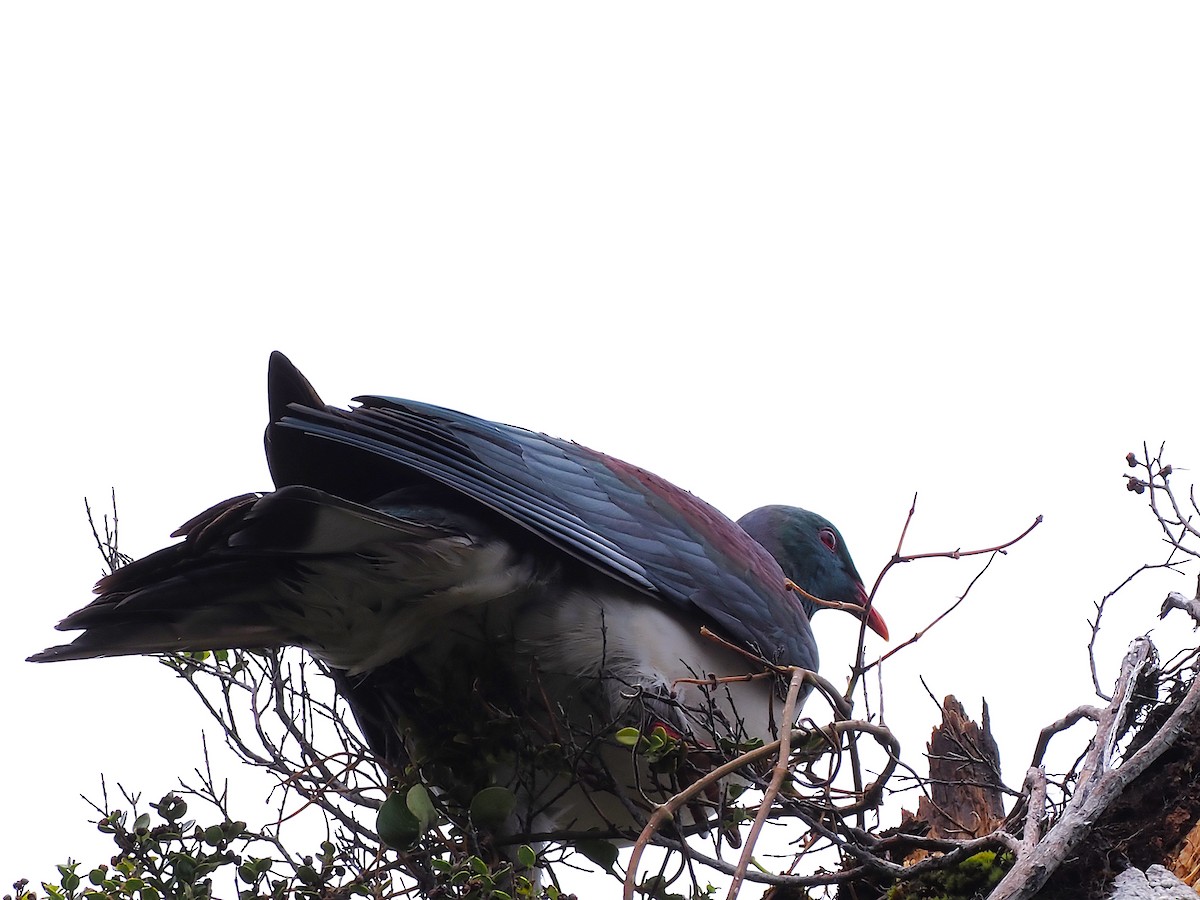 New Zealand Pigeon - ML647005763