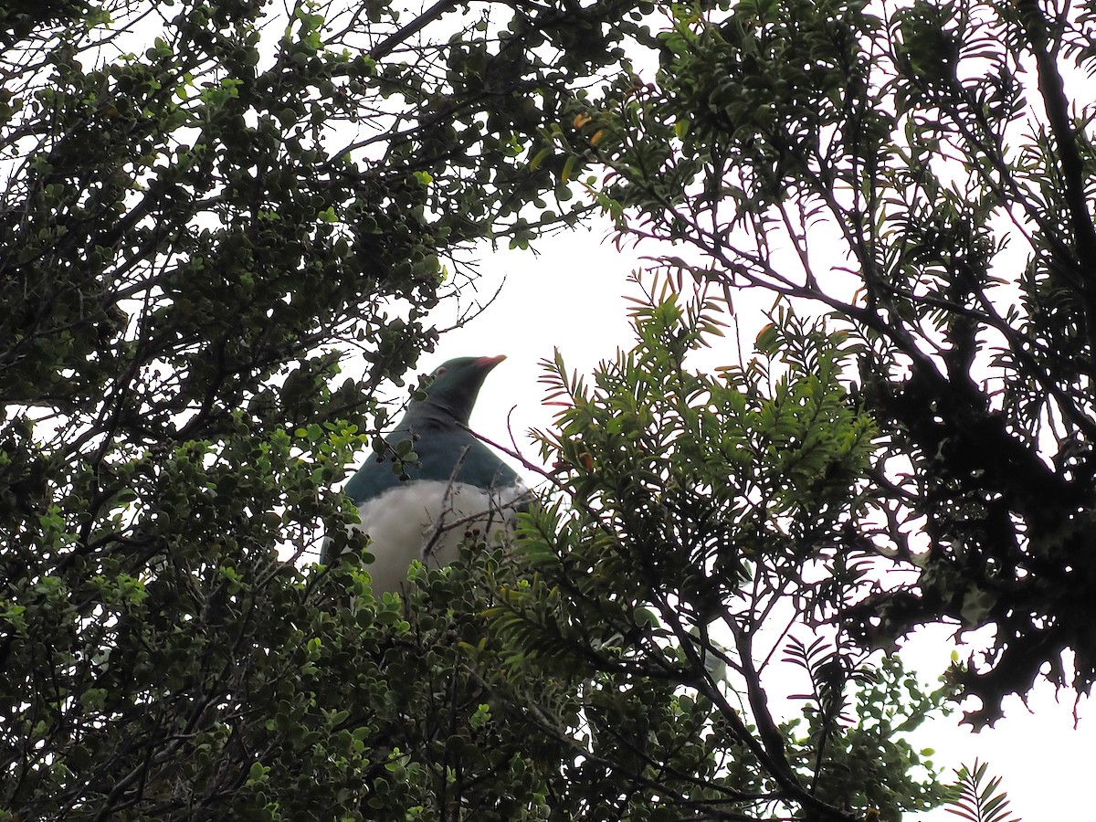 New Zealand Pigeon - ML647005764