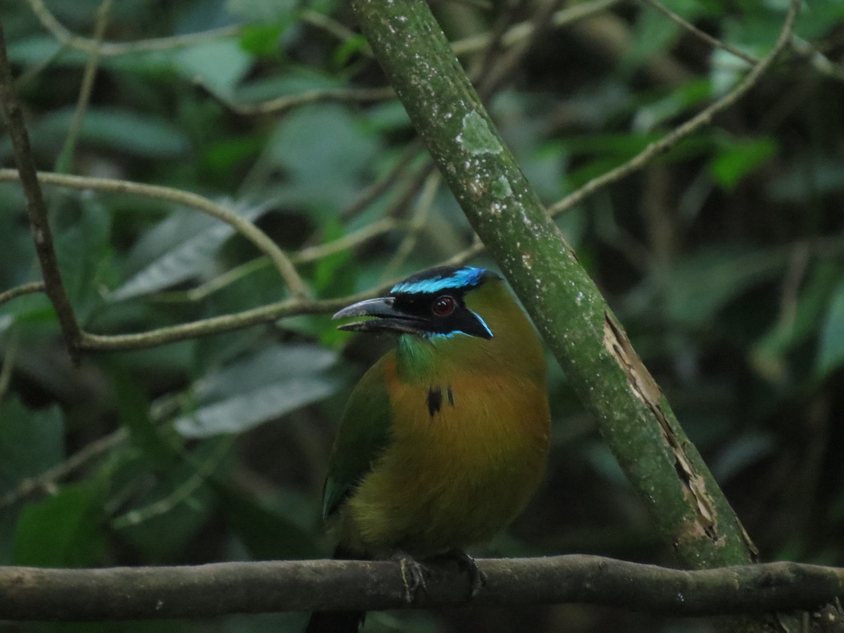 Lesson's Motmot - ML647005765