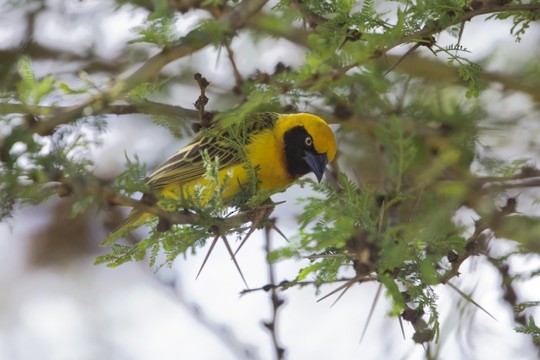 Speke's Weaver - ML647005768