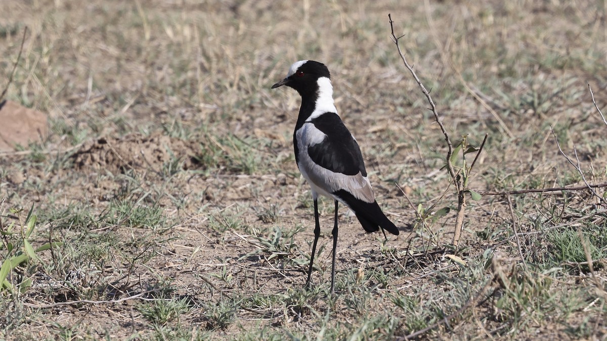Чайка строката - ML647005771