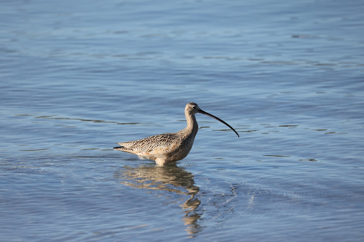 Кульон американський - ML647005772