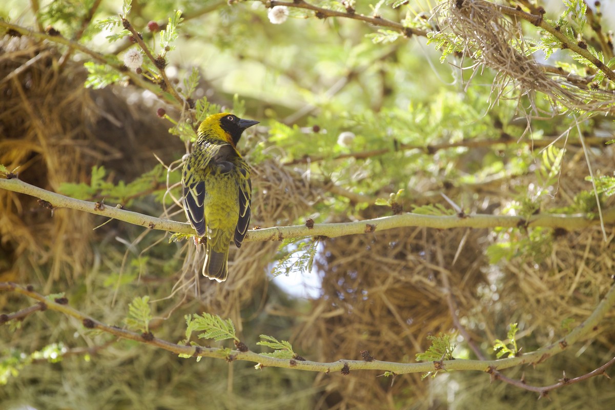 Speke's Weaver - ML647005773