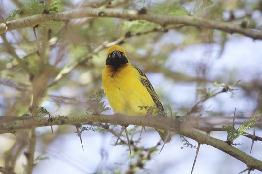 Speke's Weaver - ML647005775