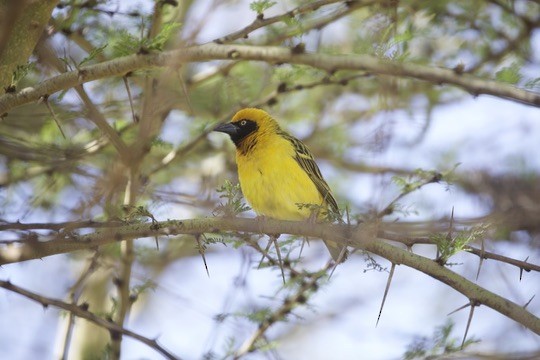 Speke's Weaver - ML647005776