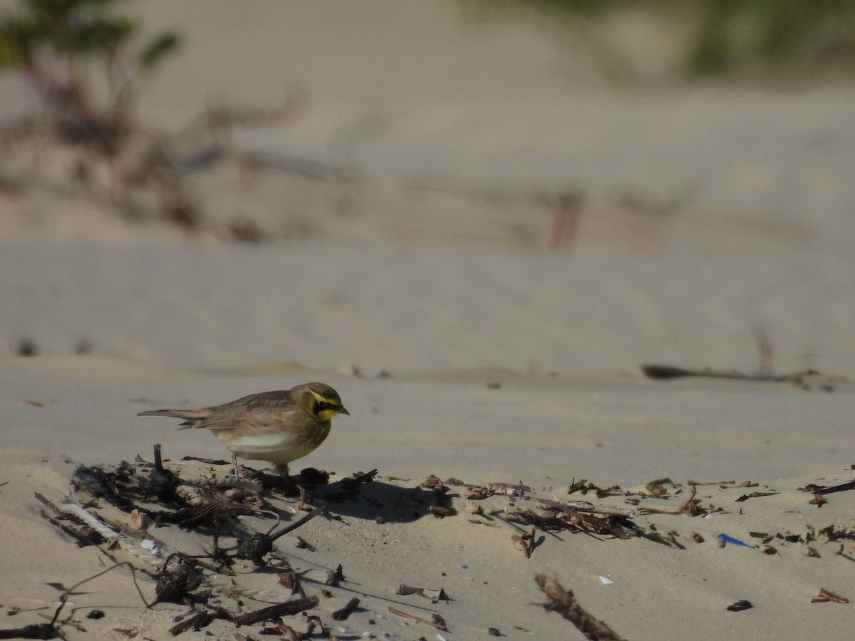 Эвэрт болжмор - ML647005780