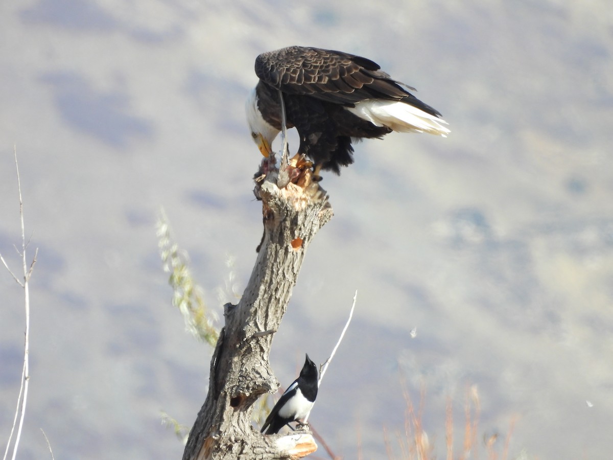 Pie d'Amérique - ML647005781