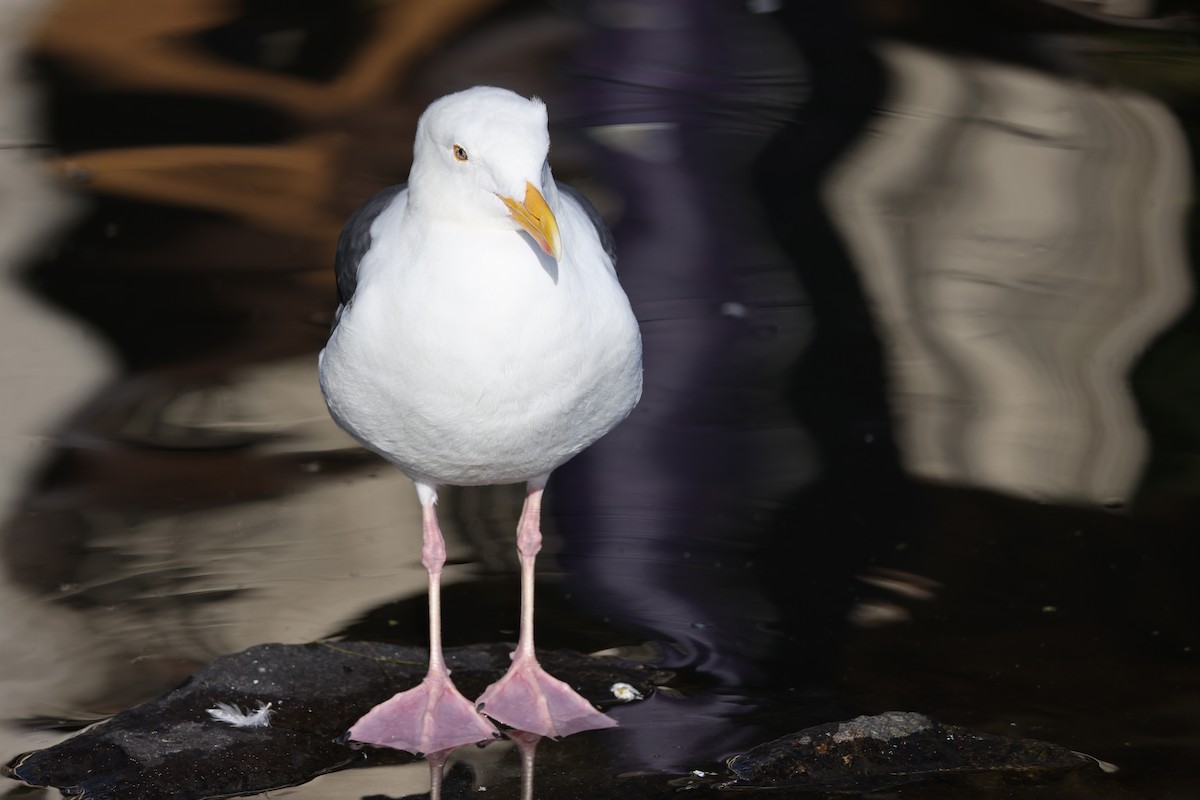 Western Gull - ML647005784