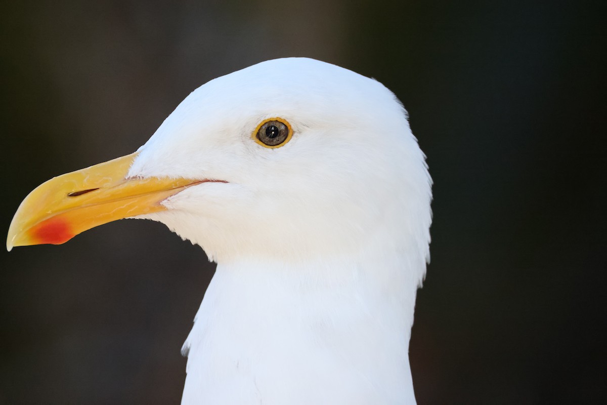 Western Gull - ML647005785