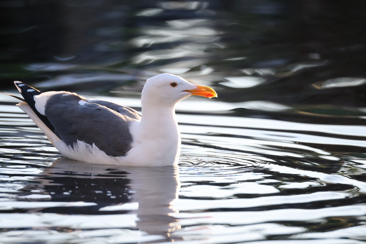 Western Gull - ML647005786