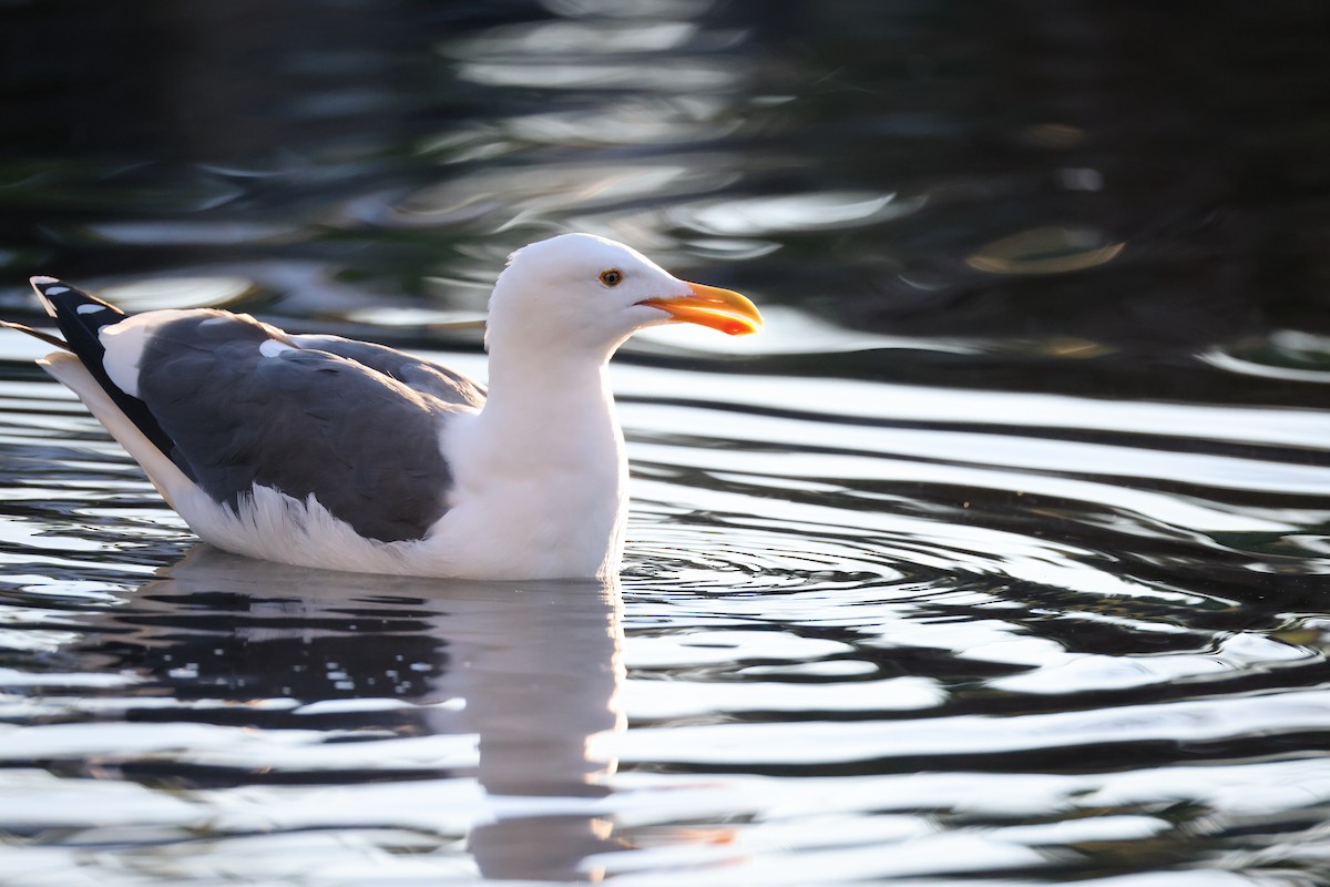 アメリカオオセグロカモメ - ML647005787