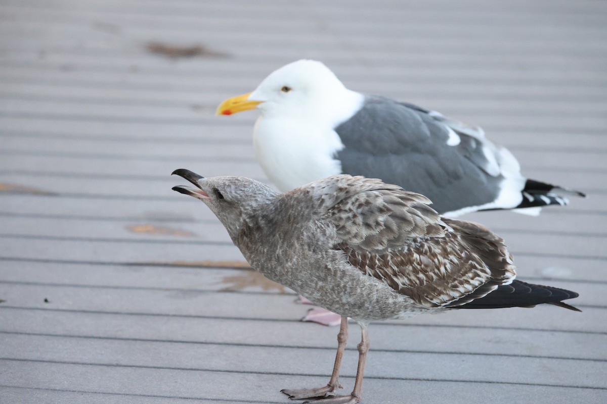 Western Gull - ML647005788