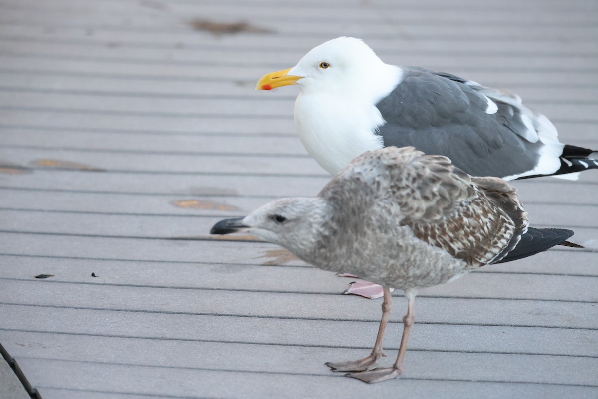 アメリカオオセグロカモメ - ML647005790