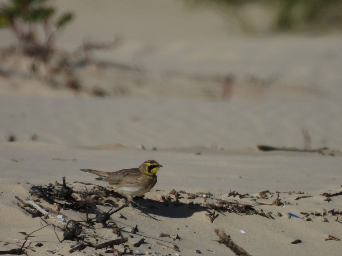 Эвэрт болжмор - ML647005795