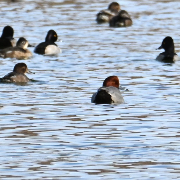 Redhead - ML647005796