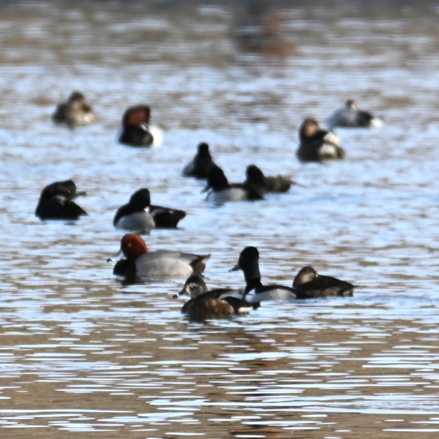 Redhead - ML647005797