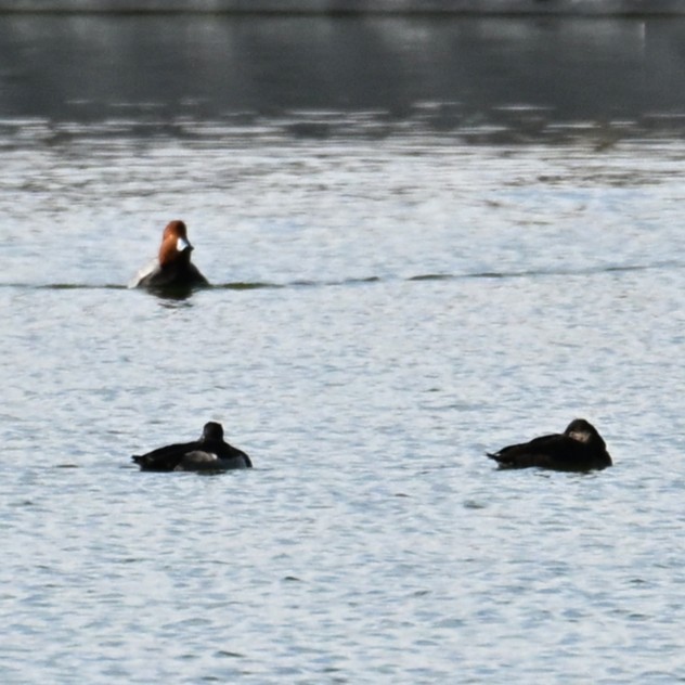 Redhead - ML647005798
