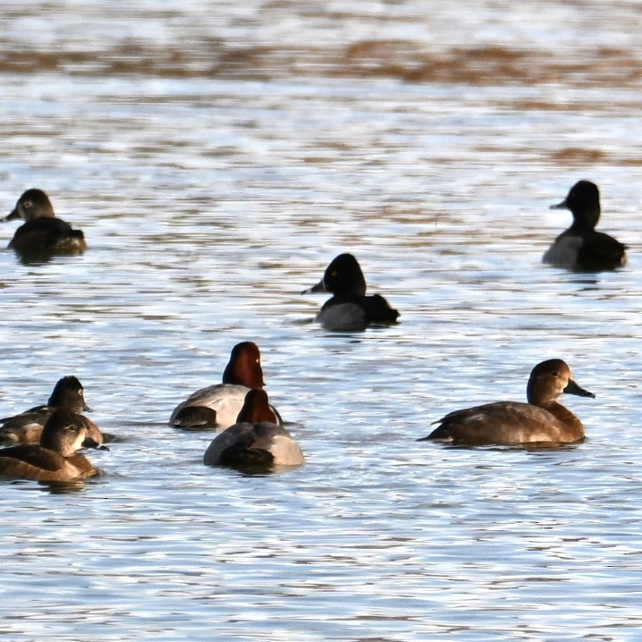 Redhead - ML647005799