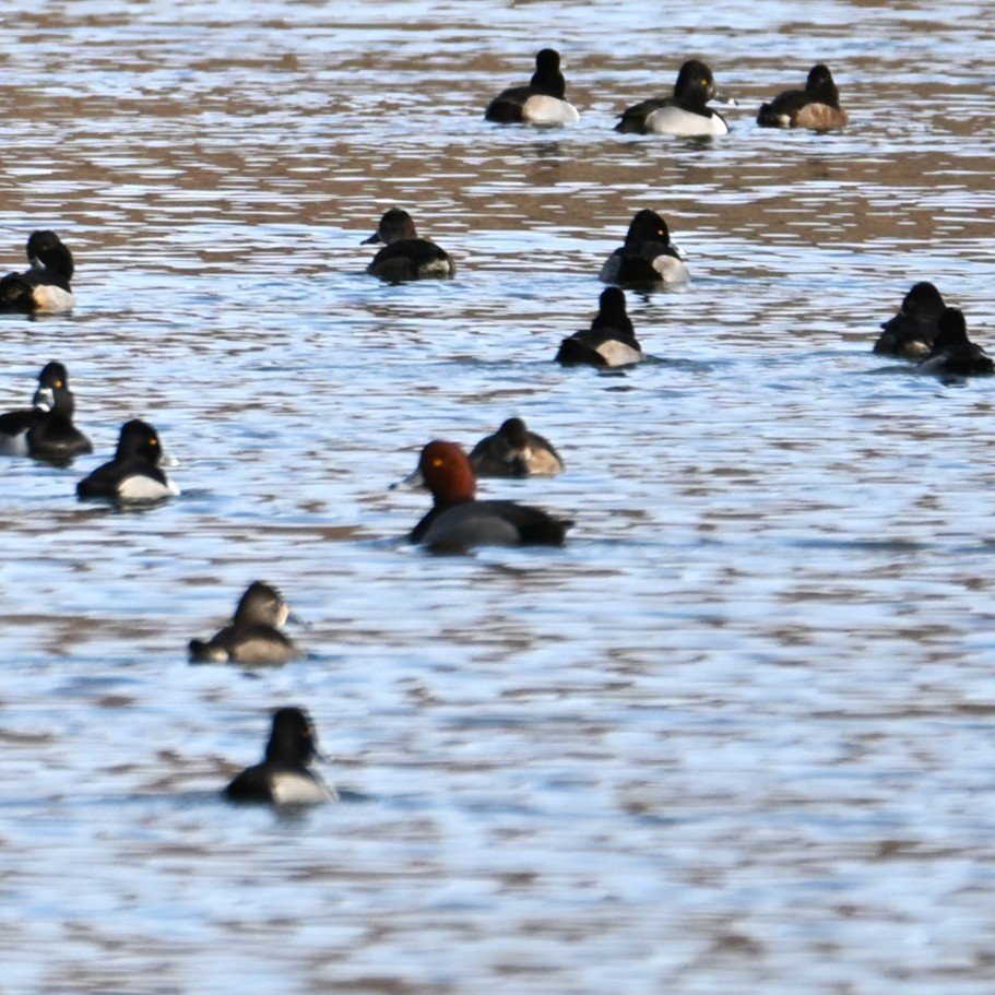 Redhead - ML647005800