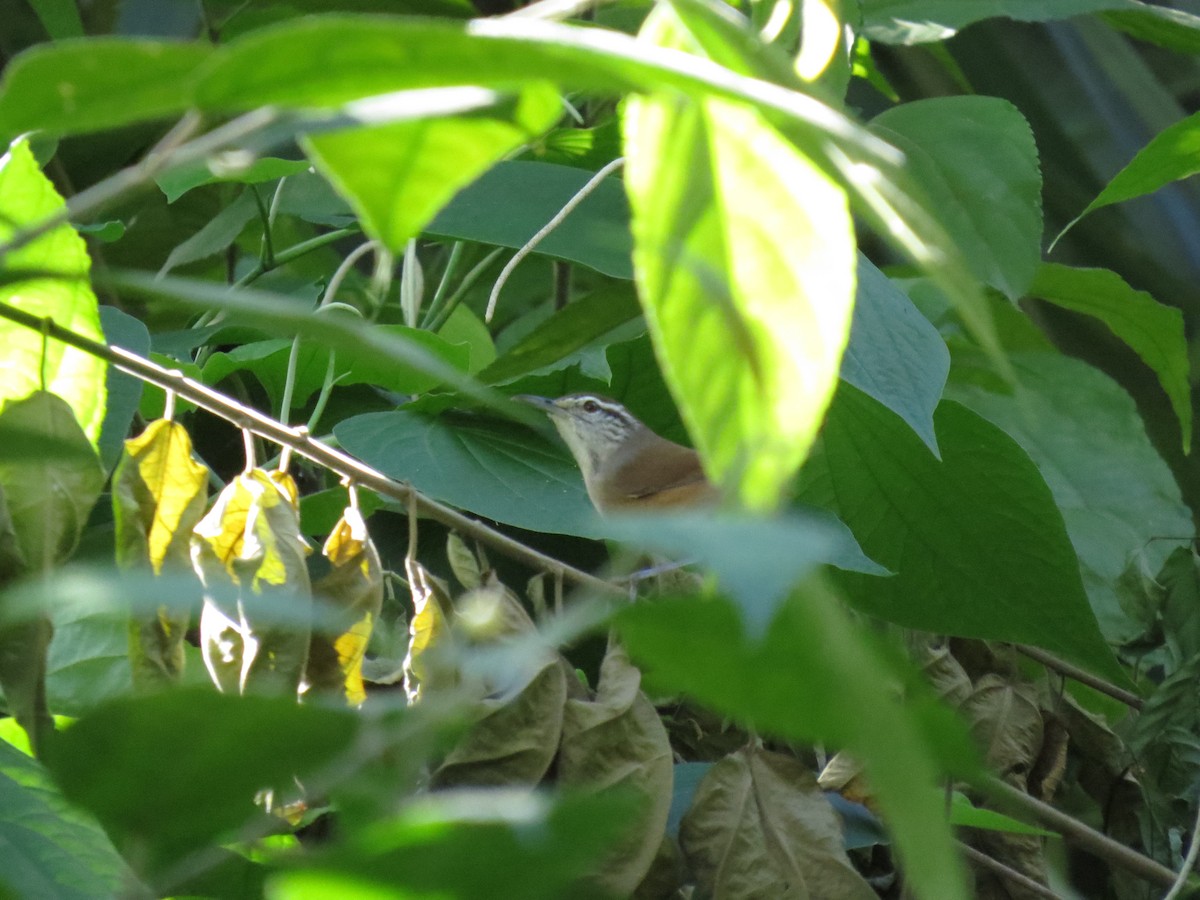Cabanis's Wren - ML647005804