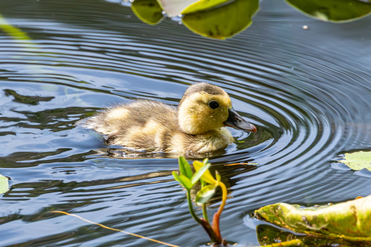 Murgilari lepokoduna - ML647005805