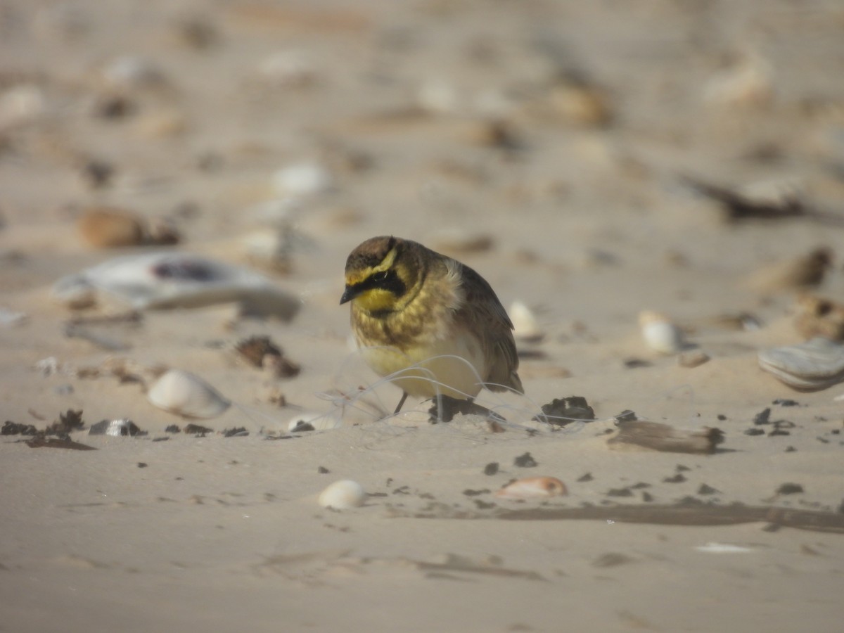 Эвэрт болжмор - ML647005807