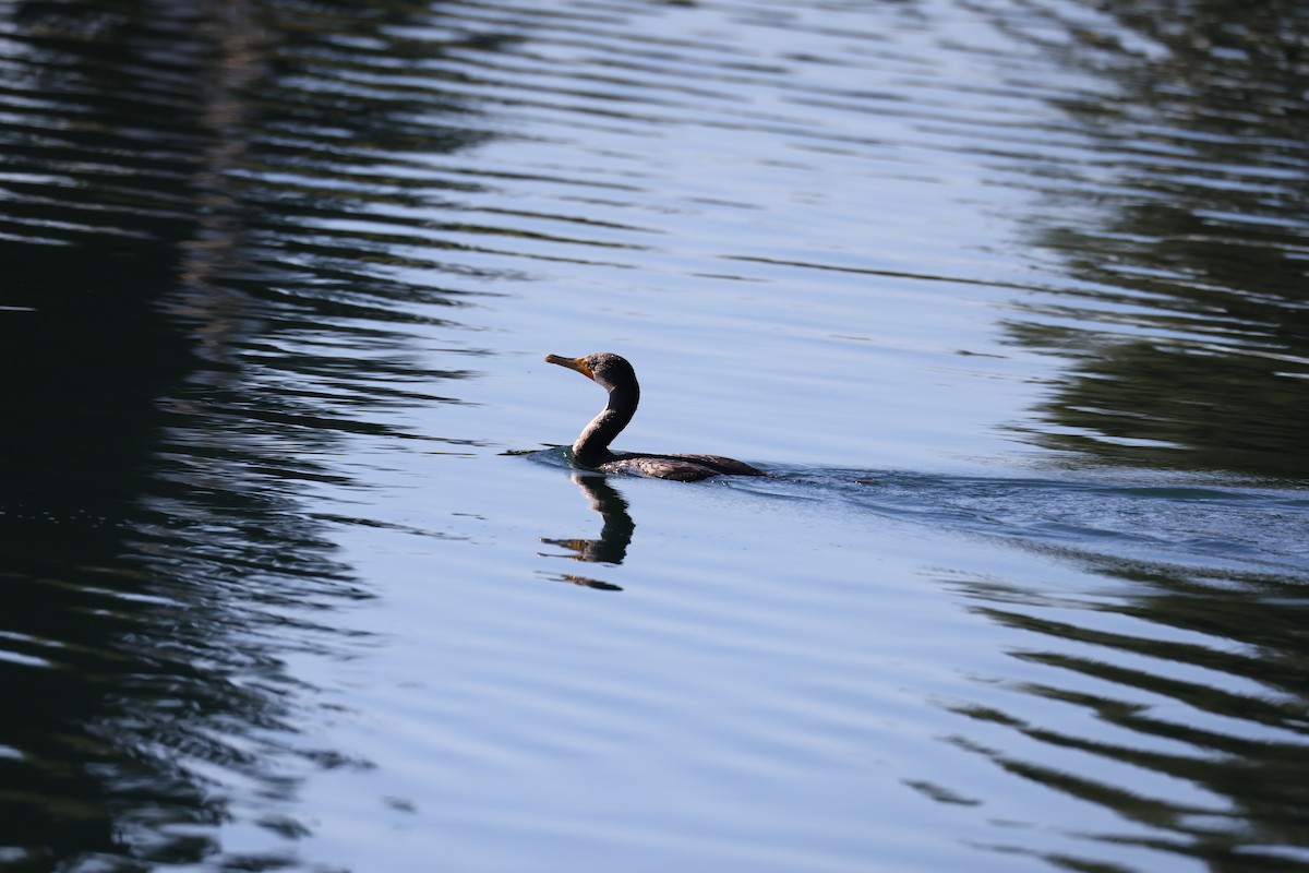 ミミヒメウ - ML647005808