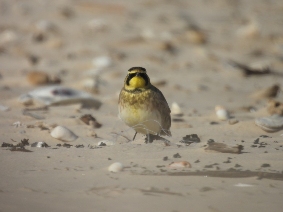 ハマヒバリ - ML647005810