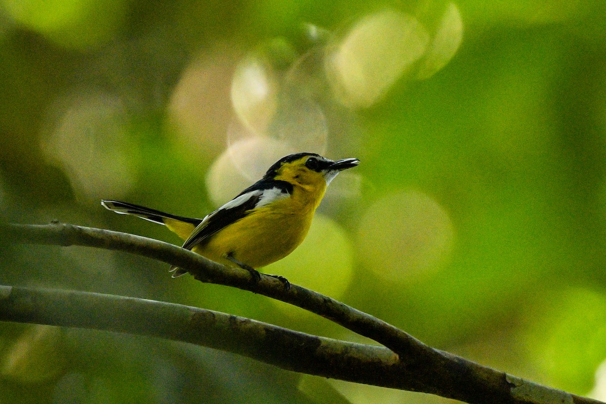 キムネハシビロヒタキ - ML647005811