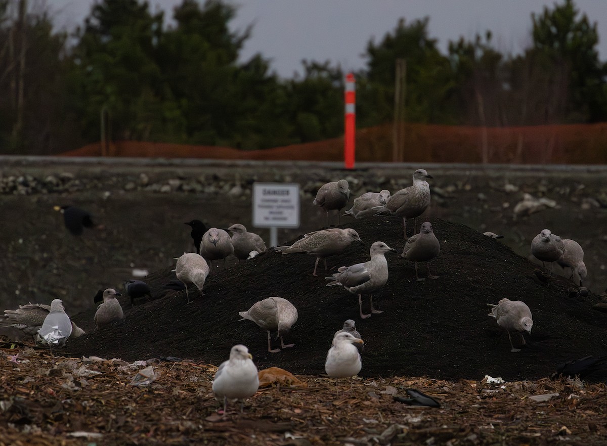 カモメ属 - ML647005812