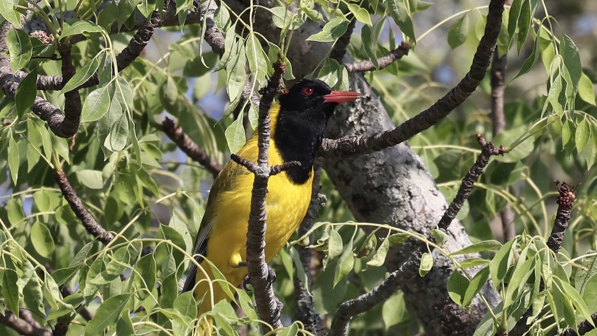 アフリカズキンコウライウグイス - ML647005813