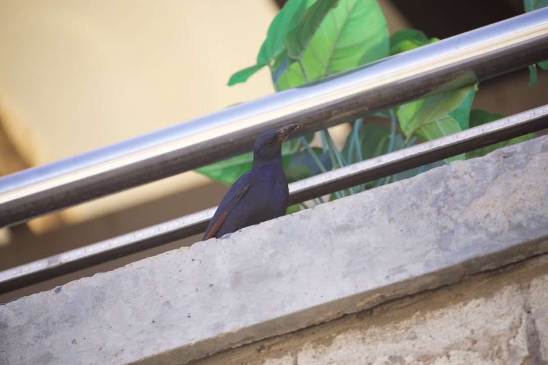 アカバネテリムク - ML647005814