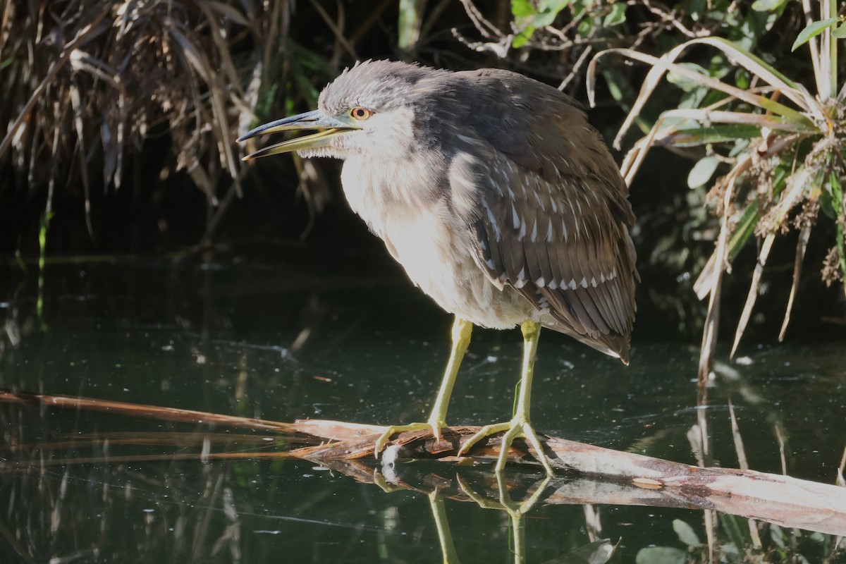 ゴイサギ - ML647005815