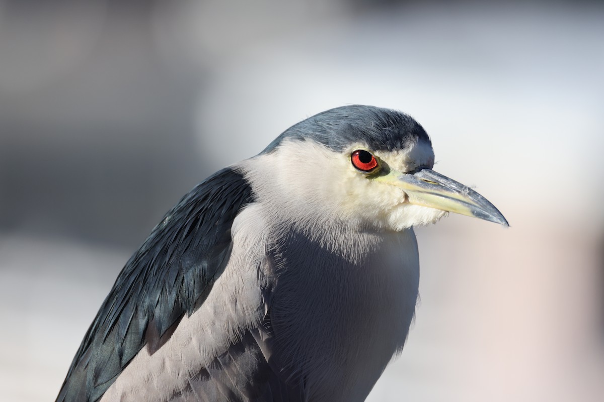 ゴイサギ - ML647005816