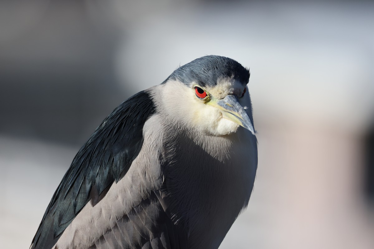 ゴイサギ - ML647005817