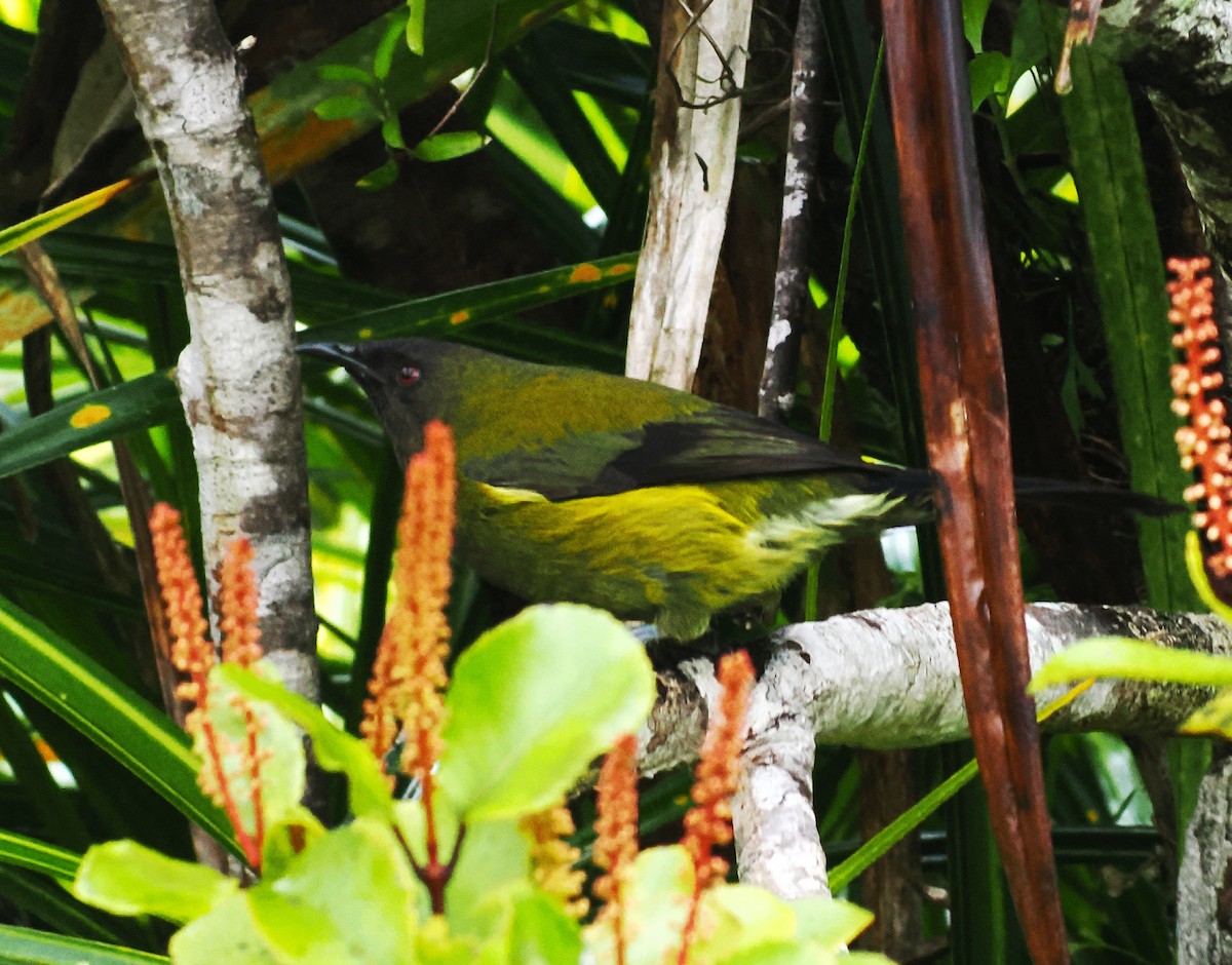 ニュージーランドミツスイ - ML647005818