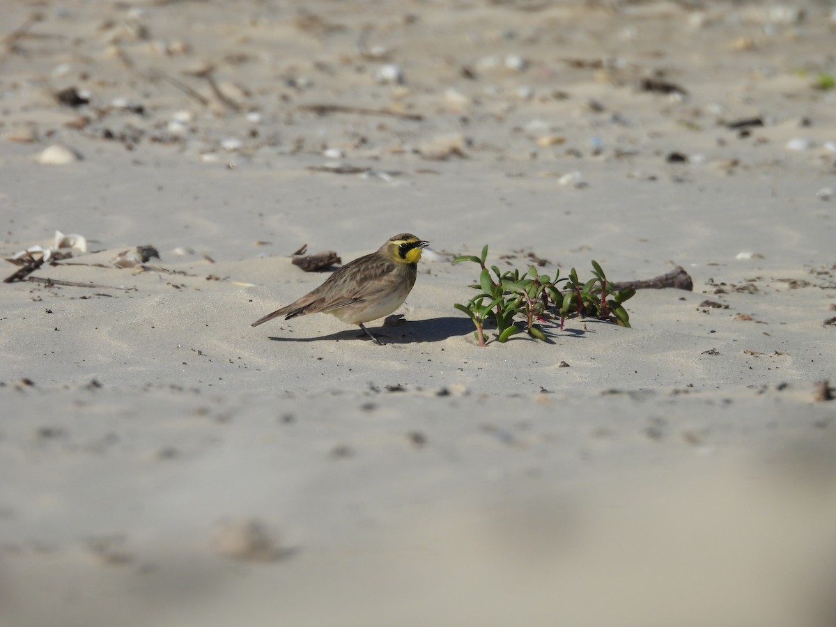 ハマヒバリ - ML647005819