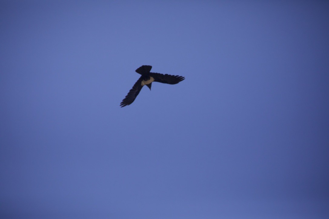 ムナジロガラス - ML647005820