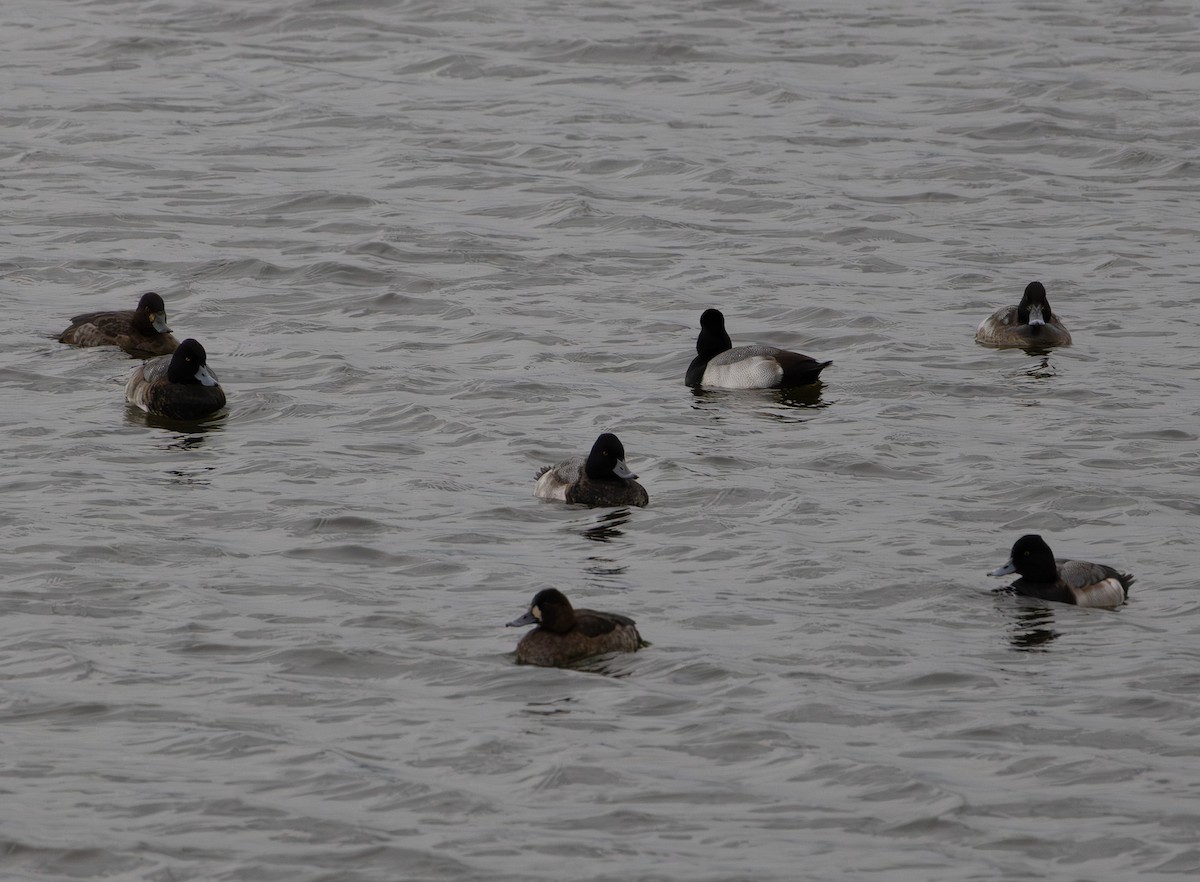 コスズガモ - ML647005821