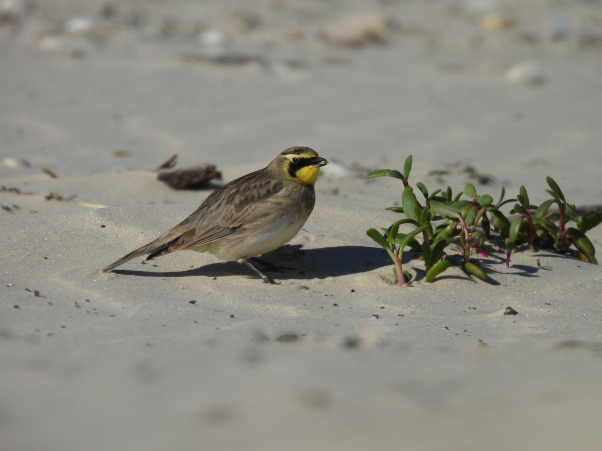 ハマヒバリ - ML647005822