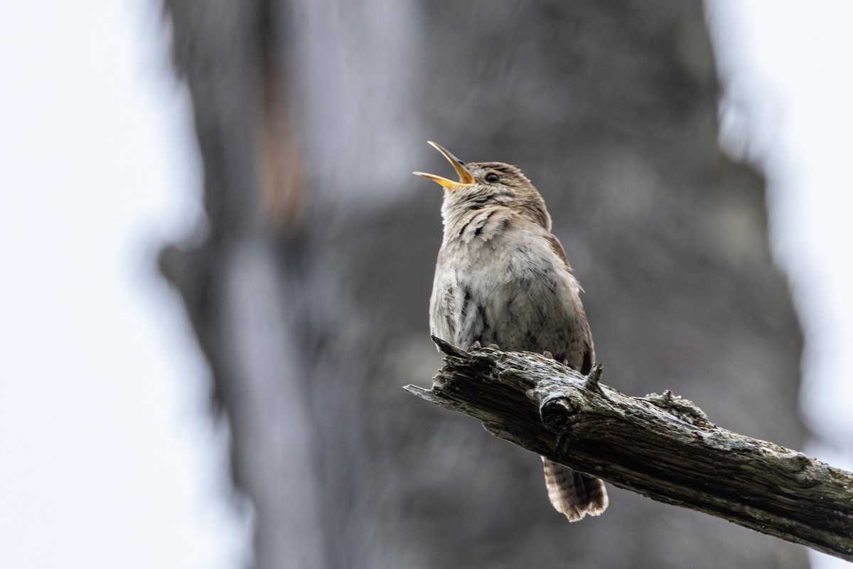 Northern House Wren - ML647005823