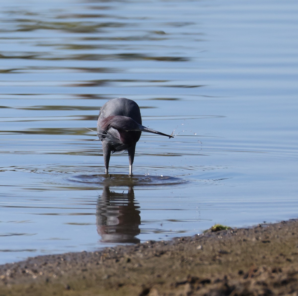 ヒメアカクロサギ - ML647005824