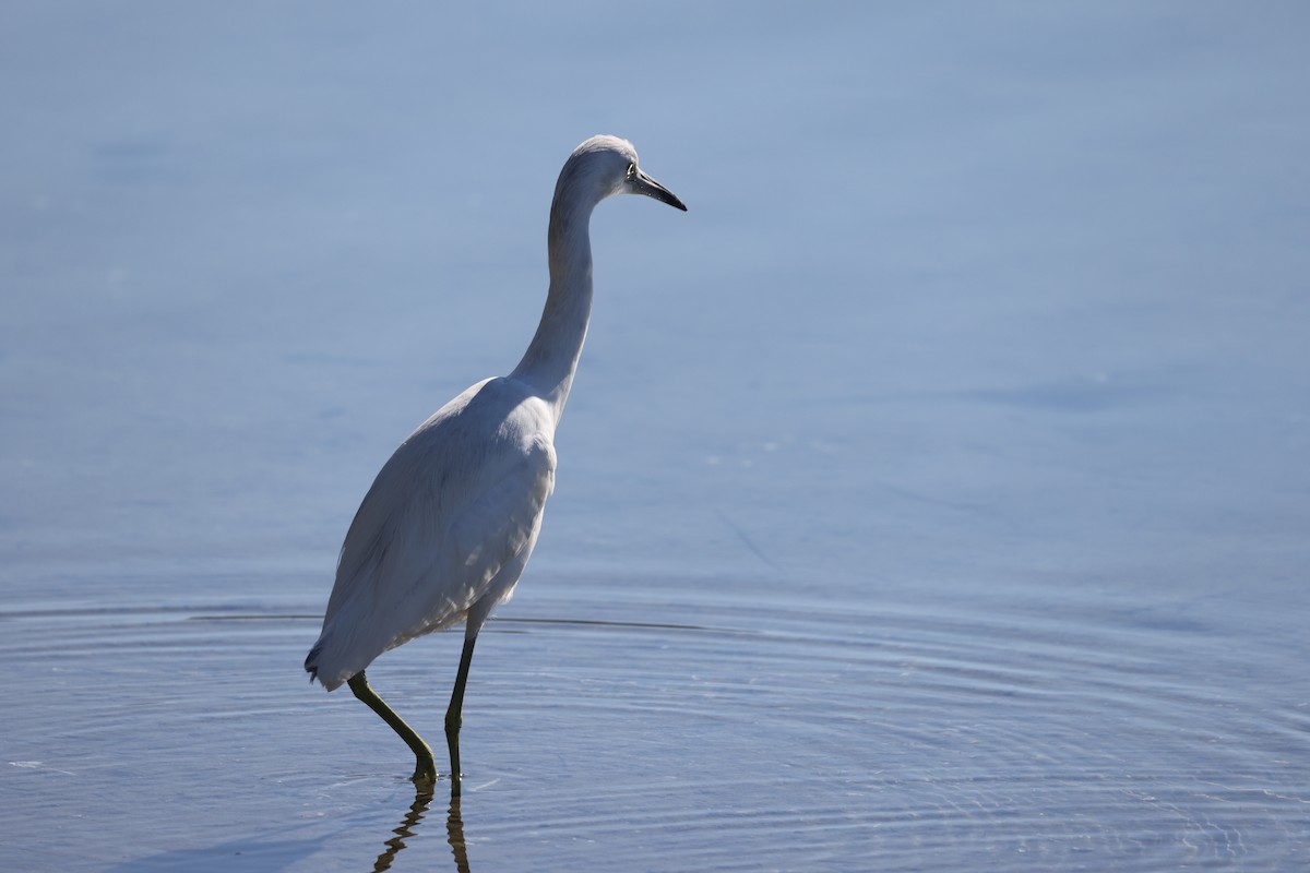 ヒメアカクロサギ - ML647005825