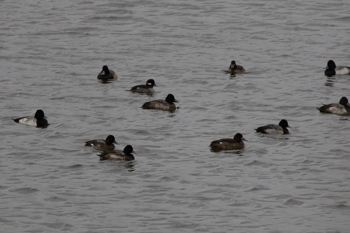 コスズガモ - ML647005826