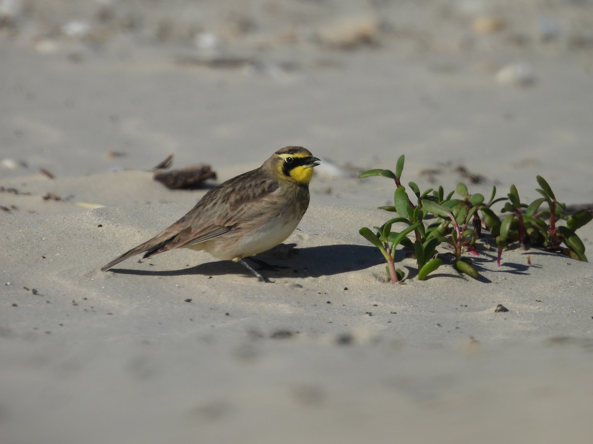 ハマヒバリ - ML647005829