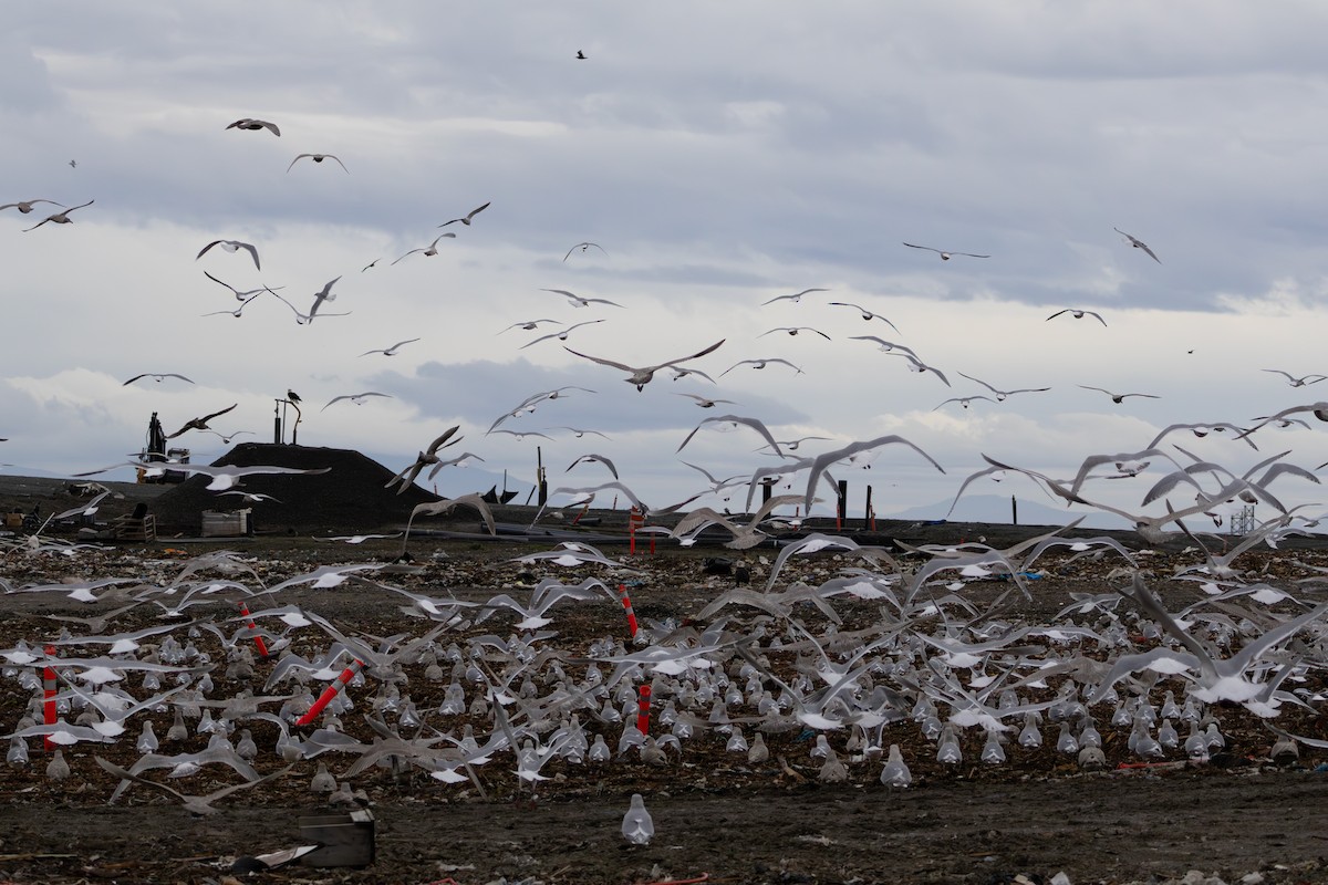 カモメ属 - ML647005830